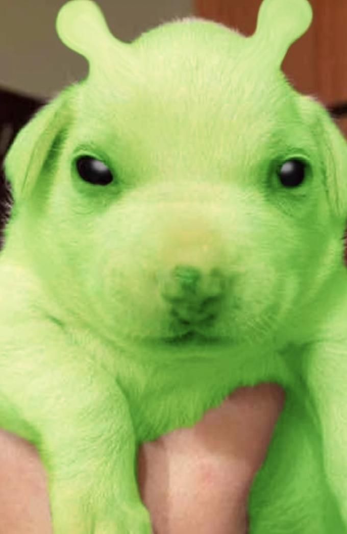 green dog